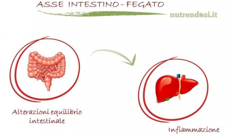 intestino_fegato