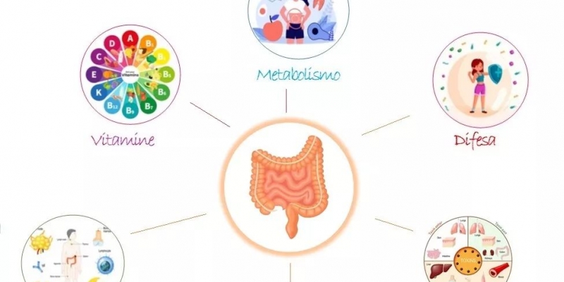 Perché è importante l’intestino